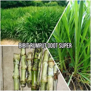 Bibit Rumput (ODOT JUMBO/SUPER) Untuk Pakan Ternak Kambing Sapi Domba Dan Unggas penggemuk