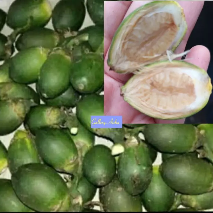 pinang muda  organik 1 kg, pinang dengan harga murah kualitas terbaik ,pinang muda untuk kesehatan tubuh ~Frozen Food 0