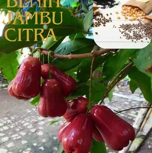 TANAMAN JAMBU CITRA SUPER PREMIUM DENGAN KUALITAS TERBAIK ( bbt tanaman jambu air citra )