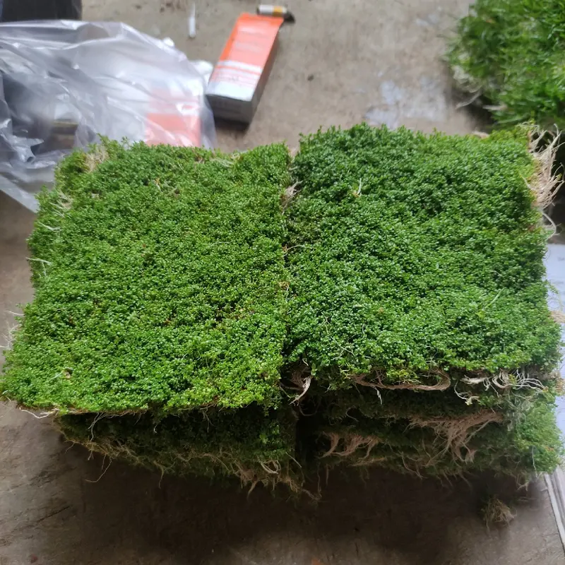 rumput sintetis cuba carpet hiasan aquarium dekorasi aquascape 0