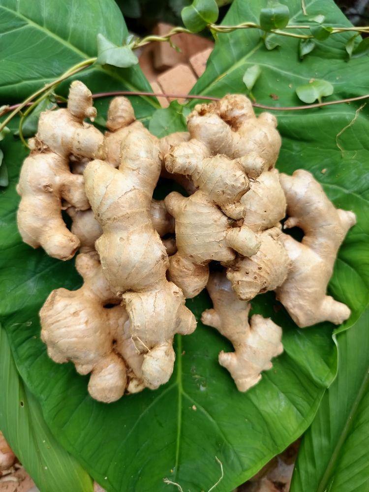 Jahe Gajah Jahe Putih Segar Sudah Bersih Tanpa Tanah