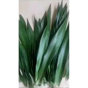 DAUN SUJI SEGAR ISI 50 lembar siap petik saat ada pesanan