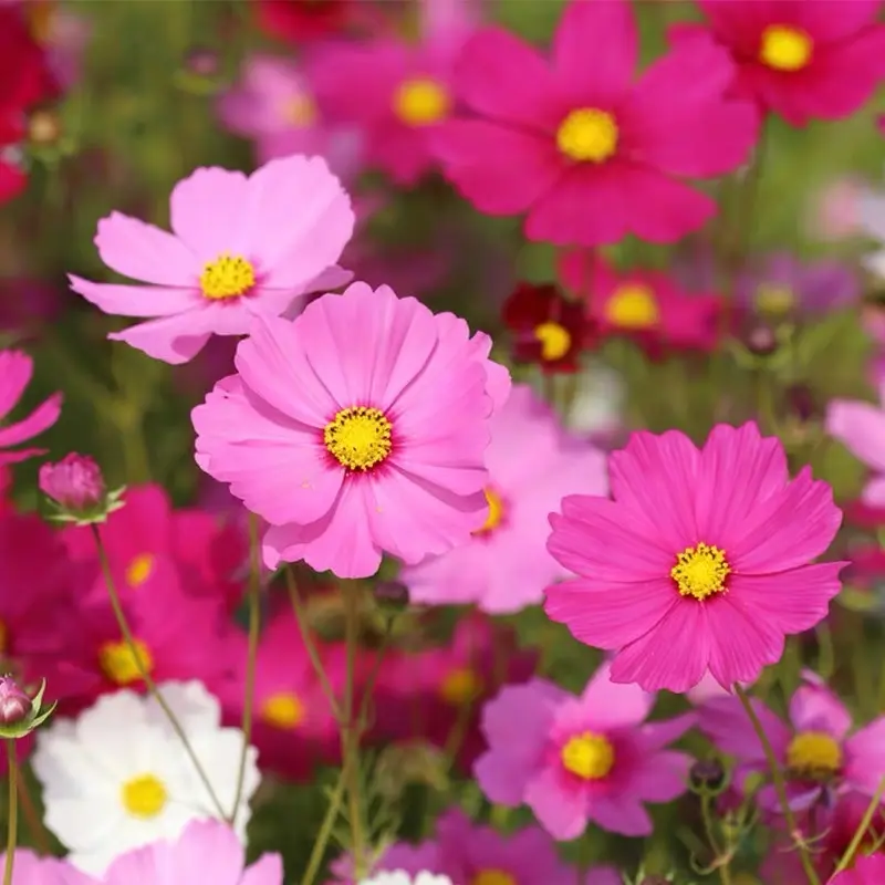 50 SEED - Mix Colour Benih Bunga Cosmos Bonsai Flower