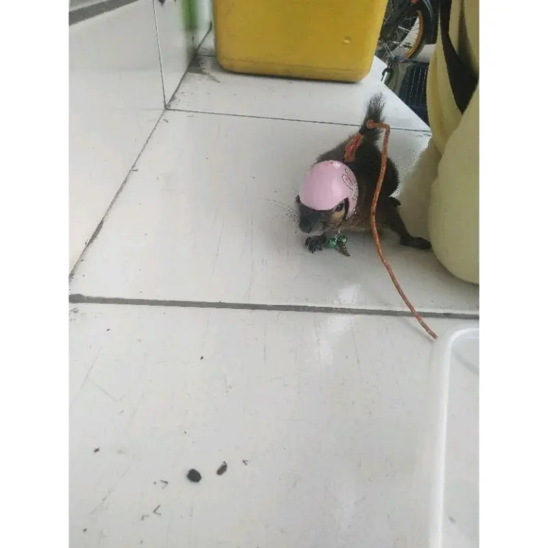 harness +kalung bajing, tupai dan hewan kecil lainnya mendunia merah mawar kalung harness & lead 2
