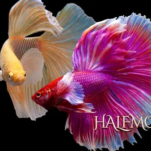HIASAN AKUARIUM CUPANG HALFMOON UKURAN [ L ] SATUAN DAN PASANGAN