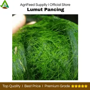Lumut Pancing umpan Premium 150 Gram -Lumut Pancing Hidup Premium 150 Gram - Lumut Pancing Hidup Premium 150 Gram - Lumut Pancing Ikan Air Tawar 150 Gram