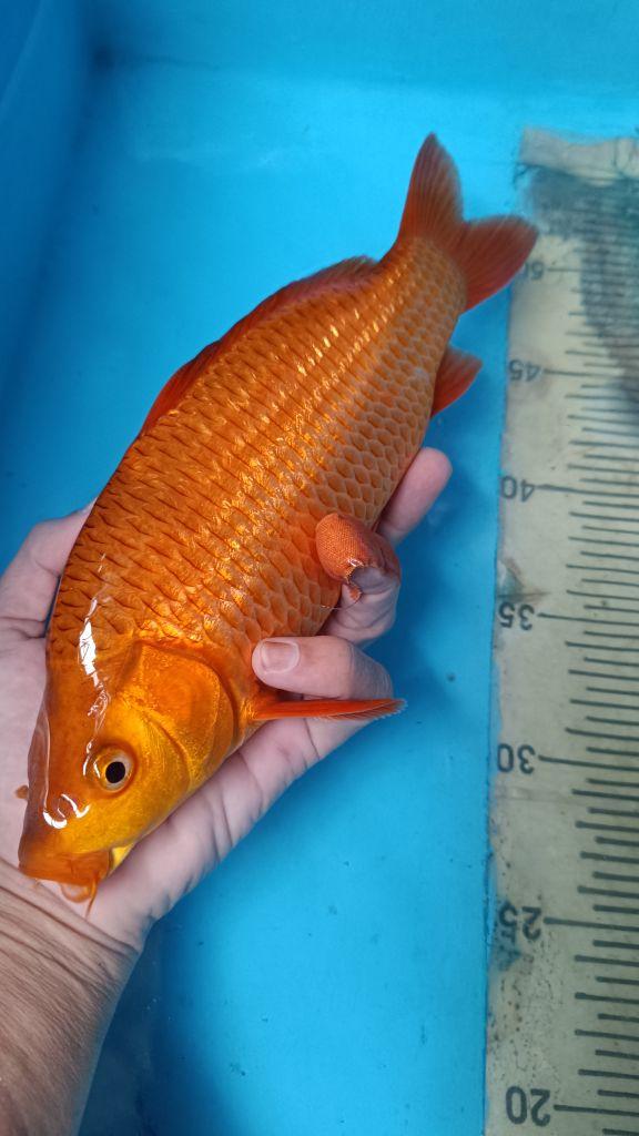 Product detail media - 2