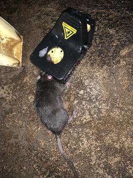 Product Review of Latest Mouse killer complimentary two traps can be reused White from S**a 0