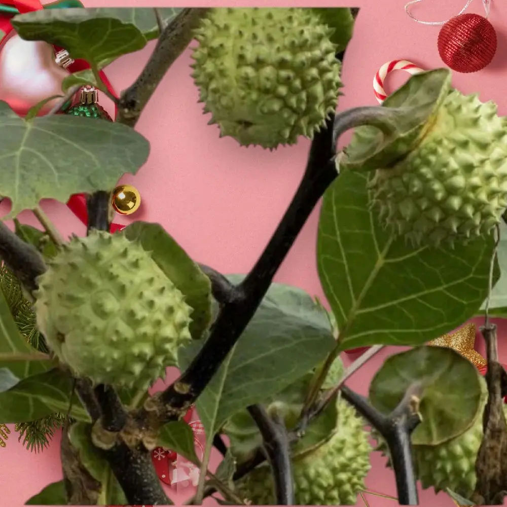 3 BIJI BUAH KECUBUNG wulung YANG MASIH segar dan alami