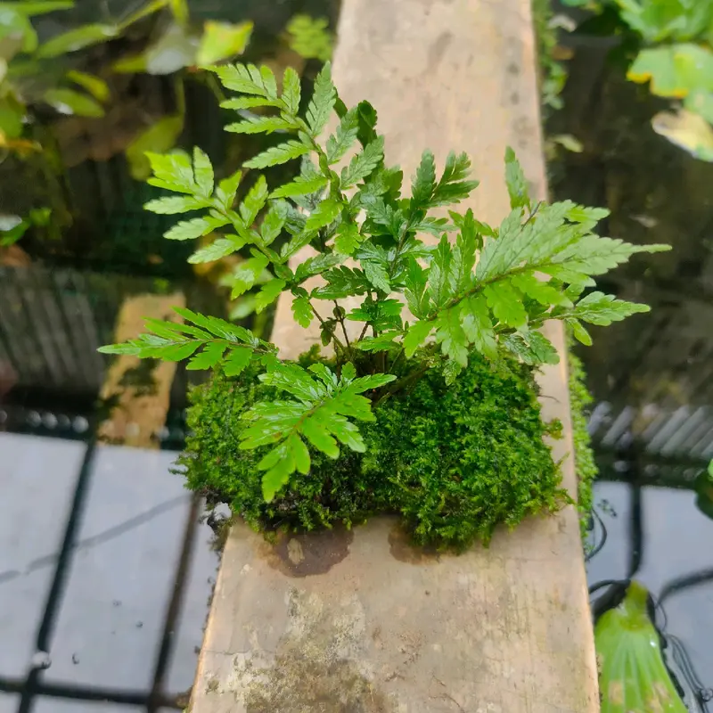 ornamen sintetis tanaman lempeng pakis 5