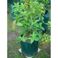 Gambar Planter Bag Easy Grow 45 Liter / Planter Bag Original Easy Grow dari Easy Grow_NEW Kab. Gunungkidul 2 Tokopedia