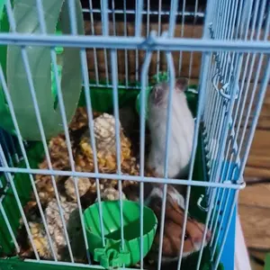 kalung tupai / sugar glider / hamster ukuran all size