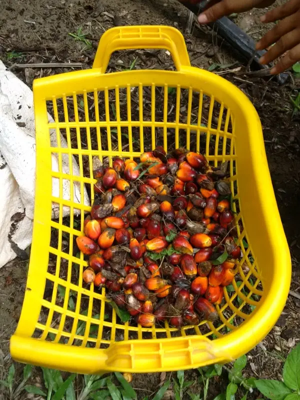 Keranjang Buah (Pengky)/ Keranjang Brondolan Sawit Hijau 3