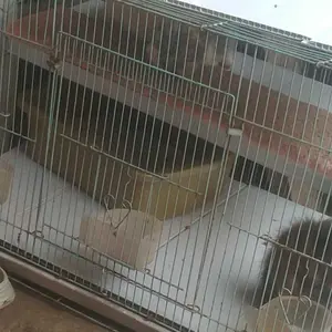 Pasir Gumpal Wangi 1Kg Pasir Kucing Gumpal Wangi Cat Litter Box Kucing Tempat Pup Hewan Baskom Pasir