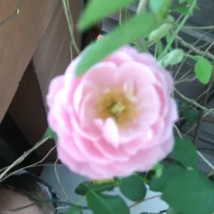 PUPUK UNTUK SEGALA JENIS TANAMAN BUAH BUAHAN KEMASAN 250GR