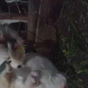 Tali Ikat Sapi Kalung Ternak Kanvas Tali Leher Hewan Kuat Tali Tuntun Adjustable Tali Sapi Tali Kambing dan Hewan Besar