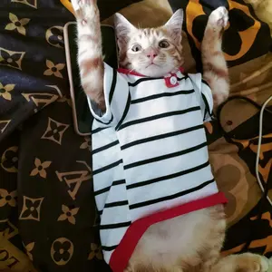 Baju Kaos Kucing Mayo Motif Garis Krah Series Lucu Gemas