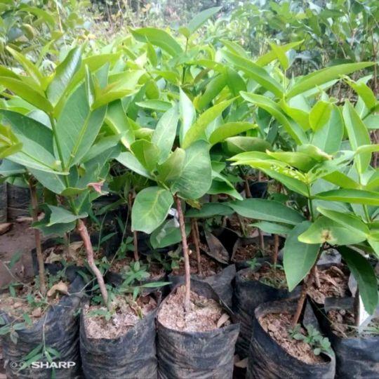 Bibit Jambu Air Madu Kuning Okulasi Pendek Cepat Buahnya