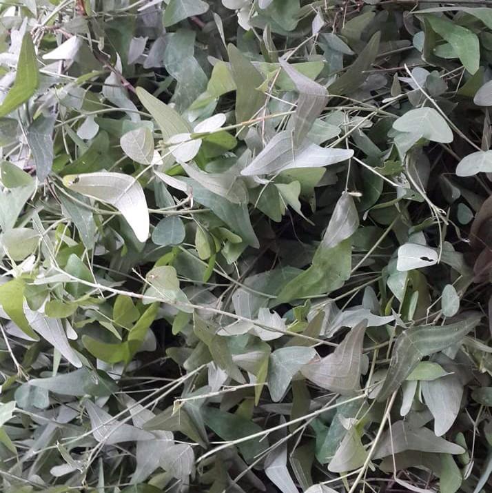 Daun Rerama Asli [Campuran Akar, Daun & Batang] - TikTok Shop Malaysia
