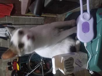 Product Review of Sisir Uap Kucing 3 in 1 - Pet Grooming Brush Spray - Steams Brush Kucing - Sisir Sikat Uap Untuk Bulu Rontok Kucing Anjing from 4**1 2