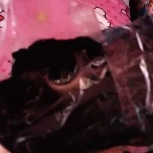 BENANG JAHIT 1 RENCENG ISI 36 PCS / BENANG JAHIT WARNA WARNI MURAH