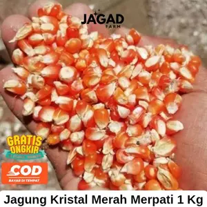 Jagung Kristal Merah Kecil Merpati 1KG Untuk Pakan Burung & Ayam