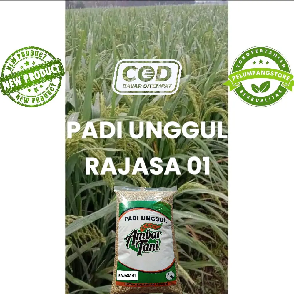 BENIH PADI UNGGUL RAJASA 01 ORIGINAL KEMASAN 5KG