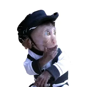 asesoris topi hewan monyet