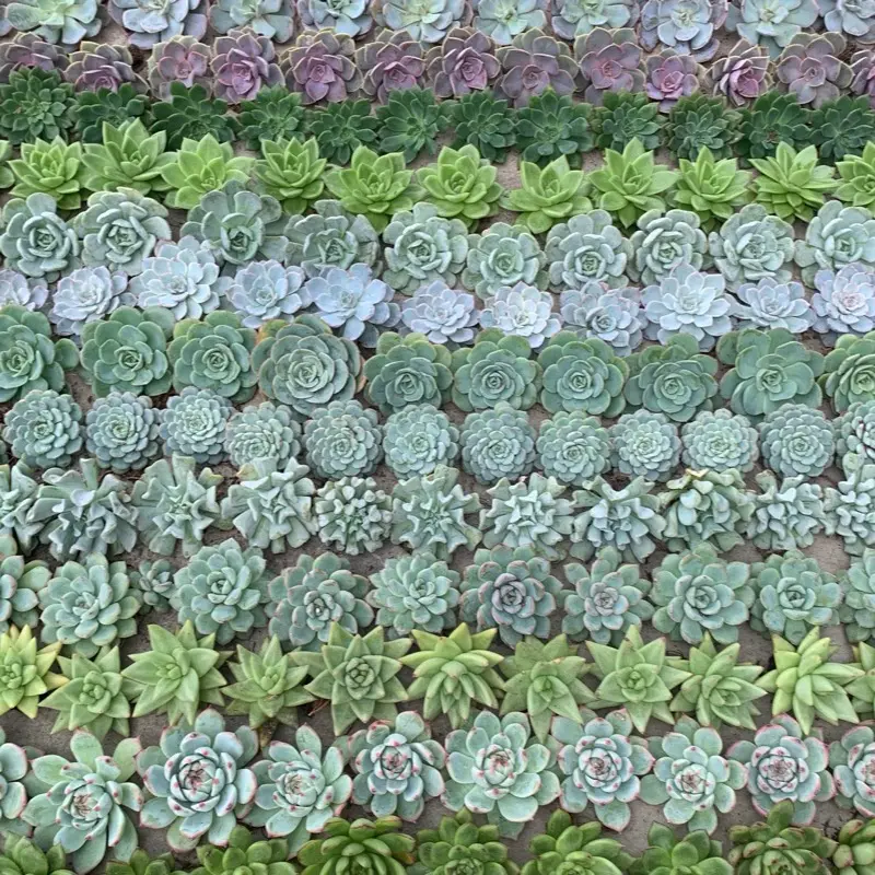 promo 20 pc  lengkap dengan pot 3