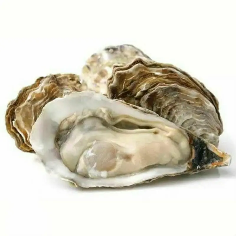 (Order via Tokped) Oyster tiram 1Kg/ Kerang Tiram/ 22 Seafood