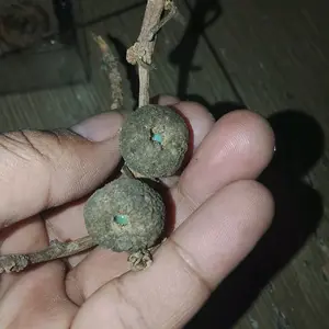 batu mustika nitis di dalam buah