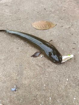 Product Review of softfrog tokek bintik rasa jaws 4 cm onecastlure from b**p 0