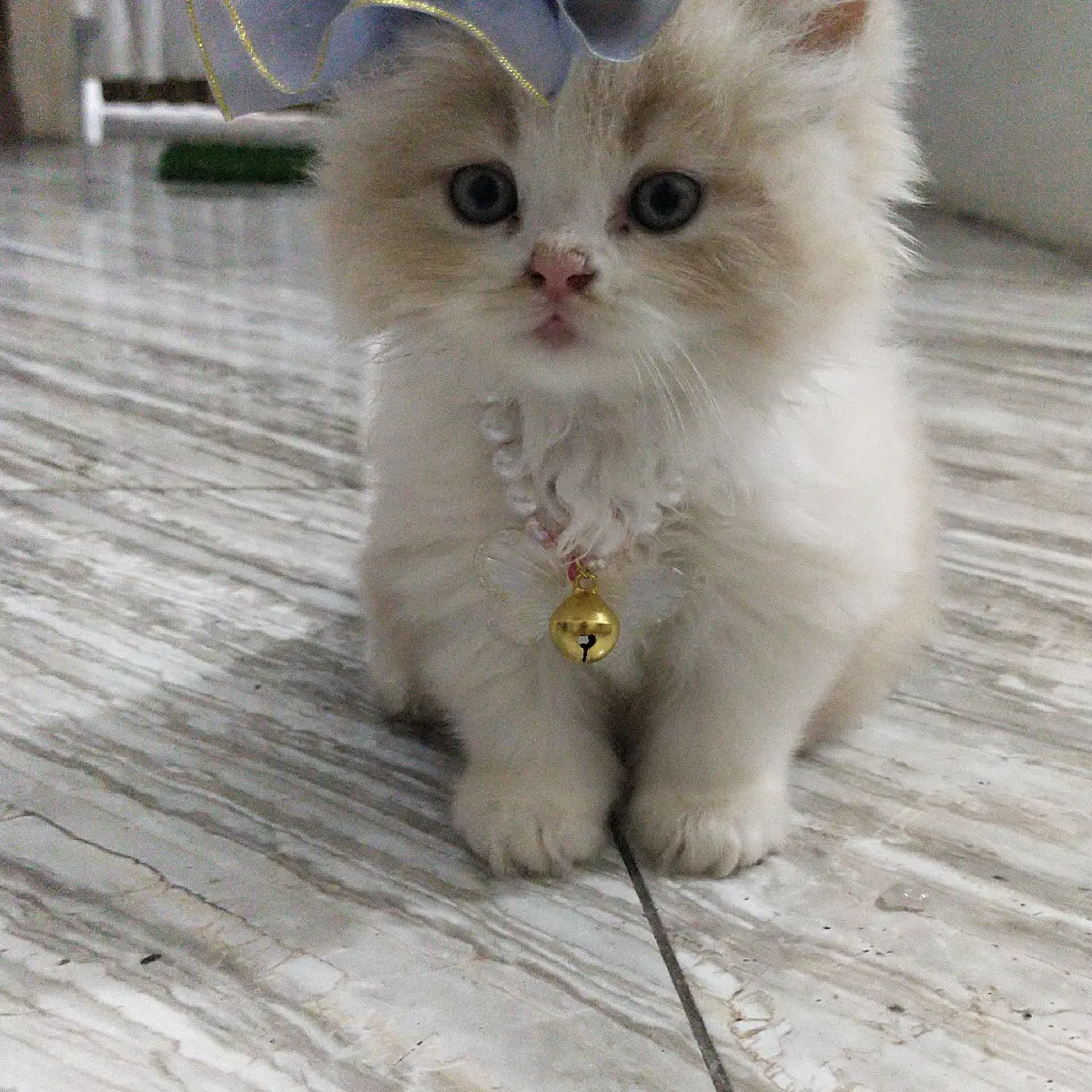 jepit rambut + kalung kucing (princess)