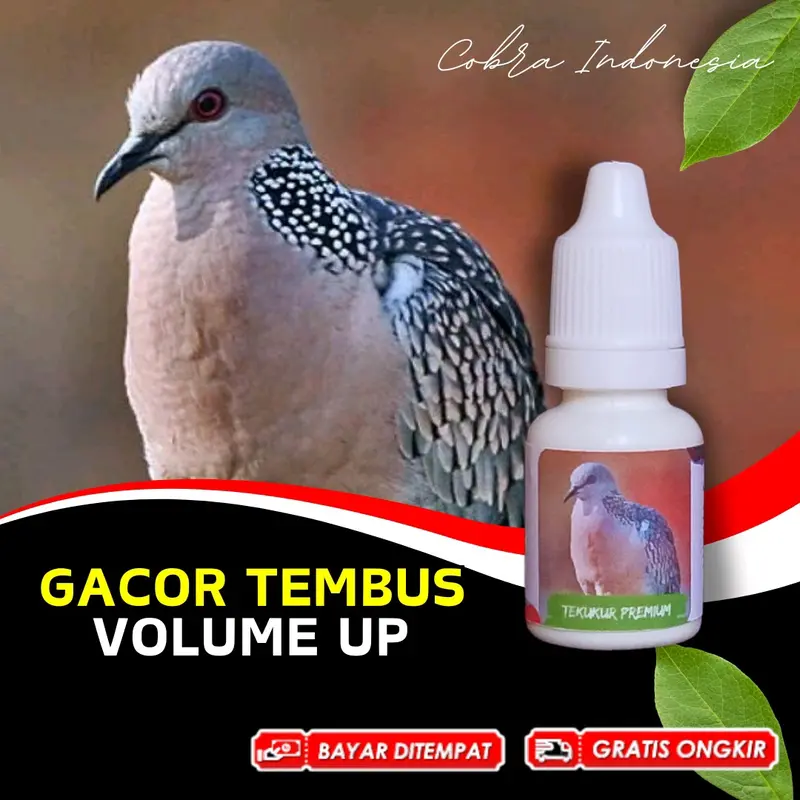 Vitamin Burung Derkuku Tekukur Gacor 0