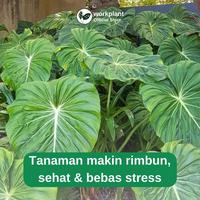 Gambar Workplant - Plant Growth Booster Serum Tanaman Hias Untuk Membantu Optimalkan Pertumbuhan & Mempercepat Tumbuh Tunas - Growth Booster dari workplant official Kota Surabaya 5 Tokopedia