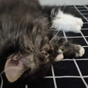 Kalung Titanium Huruf Wanita Anti Karat Lapis Emas Berlian Perhiasan Anti Karat Anti Luntur Y877