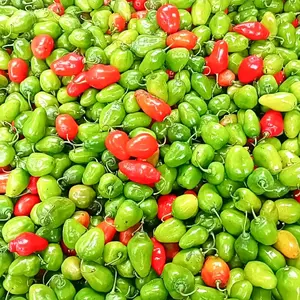 Cabe gendot 1kg - Dijamin pedas nampol