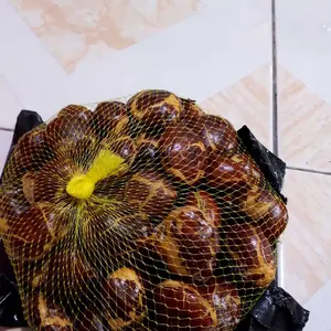 Jengkol tua bagus kolot Uk Campur gede kecil 1 kg pulen makanan enak