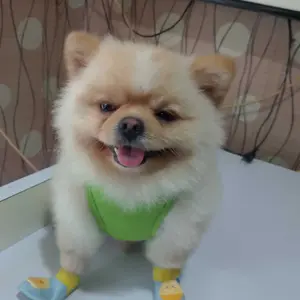 Pakaian Kucing/ Anjing/ Baju Kucing/ Pakaian Kostum anjing Kucing