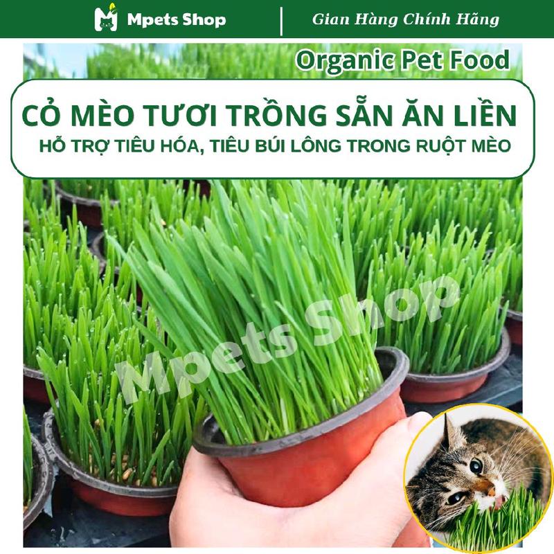 SHIP TỪ HCM Cỏ Mèo Tươi Trồng Sẵn Cỏ Lúa Mì Hỗ Trợ Tiêu Búi Lông Trong Ruột Mèo - Xá Xíu OPF