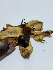 Batu Mustika Langka Brajabastam Berenergi alami