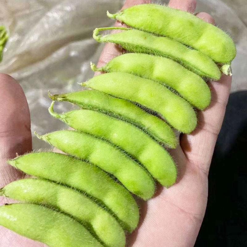 Product Introduction of [High Germination] Edamame Seed Vegetable Seeds for Planting (50 Seeds/Pack) High Yield Vegetable Seed Organic Vegetables Seeds for Gardening Bonsai Plant Seeds Fresh Vegetables Growing Seeds Easy To Grow Singapore Potted Live Plants Microgreens Seeds 7