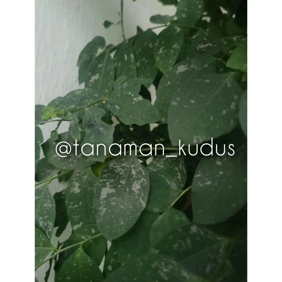 Artificial tanaman Katuk asli