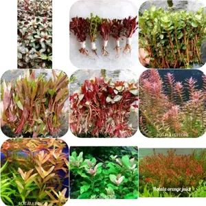 Paket Murah Stemplant Tanaman Aquascape Sudah 10 Jenis Tanaman Aquascape Variasi Warna Dan Bentuk