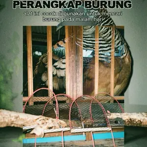 "alat tangkap burung di malam hari untuk jenis burung perkutut,tekukur,prenjak)kutilang,trucukan,cendet,dll .bahan Kayu & Besi!! (Jika pesanan sudah di cekout sudah dalam proses pengemasan ya!!!