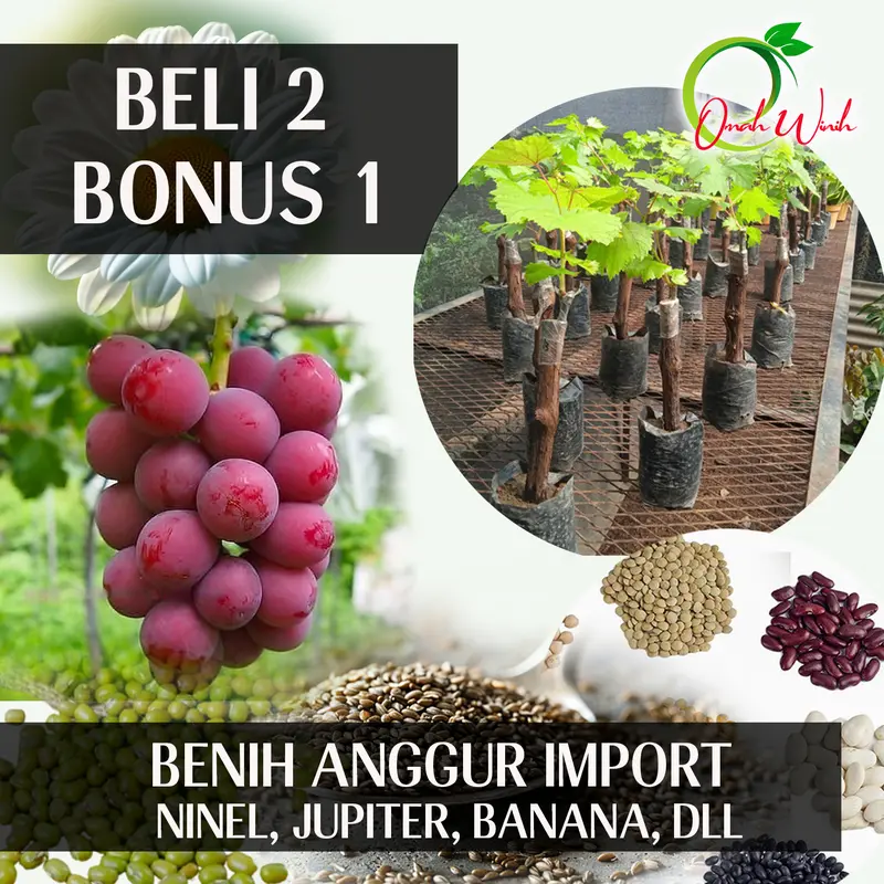 BENIH BBT ANGGUR IMPORT NINEL, JUPITER DLL  PREMIUM / BBT  ANGGUR IMPORT 1