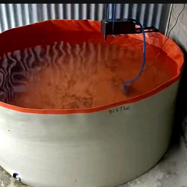 Kolam Terpal Bulat Tanpa Rangka Diameter 150cm /1, 5m tinggi 45cm Untuk Budidaya Ikan Lele Nila Gurame gabus udang Belut Dll 4