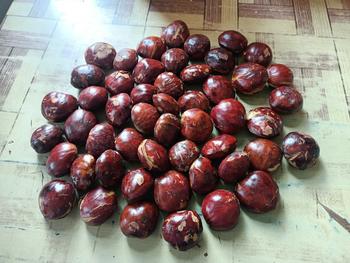 Product Review of jengkol tua belom di rendem from a**s e** l**i 0