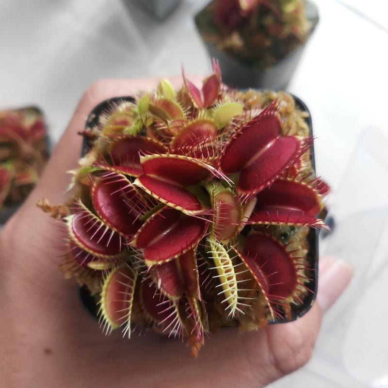  Chậu cây bẫy kẹp  bắt ruồi muỗi venus flytrap hàng loại 1 kẹp đỏ 