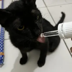 ELOPE PUCO EXTRA  VIRGIN COCONUT OIL MINYAK VCO KUCING ANJING  JAMUR SCABIES